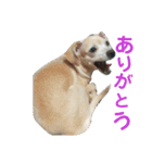 かわいいミックス犬スタンプ 「日常」（個別スタンプ：13）