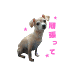 かわいいミックス犬スタンプ 「日常」（個別スタンプ：14）