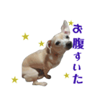かわいいミックス犬スタンプ 「日常」（個別スタンプ：16）