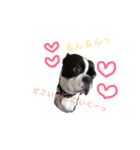 ボストンテリア andy の日常スタンプ♡（個別スタンプ：2）