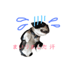 ボストンテリア andy の日常スタンプ♡（個別スタンプ：4）