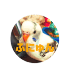 みっしー（＾ω＾）（個別スタンプ：16）