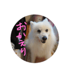 pin-ji4（個別スタンプ：13）