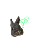 うさたんver.1（個別スタンプ：6）