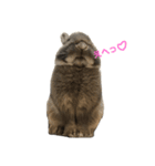 うさたんver.1（個別スタンプ：7）