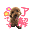 使える！日常会話！【トイプードル】（個別スタンプ：4）