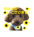 使える！日常会話！【トイプードル】（個別スタンプ：10）