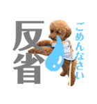 使える！日常会話！【トイプードル】（個別スタンプ：32）