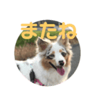 まいちゃーんスタンプ（個別スタンプ：4）