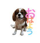 キャバリア〈そら☁️〉（個別スタンプ：1）