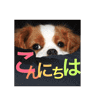 キャバリア〈そら☁️〉（個別スタンプ：2）