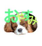 キャバリア〈そら☁️〉（個別スタンプ：3）