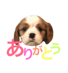 キャバリア〈そら☁️〉（個別スタンプ：4）