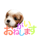 キャバリア〈そら☁️〉（個別スタンプ：7）