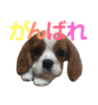 キャバリア〈そら☁️〉（個別スタンプ：8）