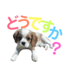 キャバリア〈そら☁️〉（個別スタンプ：9）