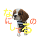 キャバリア〈そら☁️〉（個別スタンプ：10）