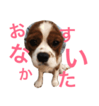 キャバリア〈そら☁️〉（個別スタンプ：12）