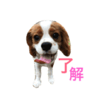 キャバリア〈そら☁️〉（個別スタンプ：16）
