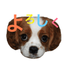 キャバリア〈そら☁️〉（個別スタンプ：17）
