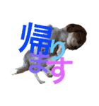 キャバリア〈そら☁️〉（個別スタンプ：19）