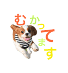 キャバリア〈そら☁️〉（個別スタンプ：20）