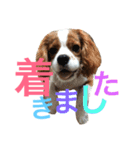 キャバリア〈そら☁️〉（個別スタンプ：21）