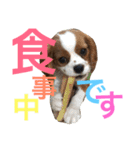 キャバリア〈そら☁️〉（個別スタンプ：22）
