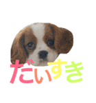 キャバリア〈そら☁️〉（個別スタンプ：23）