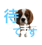 キャバリア〈そら☁️〉（個別スタンプ：24）