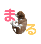 キャバリア〈そら☁️〉（個別スタンプ：25）