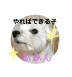 マルチーズまる  毎日がまる曜日2（個別スタンプ：1）