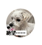 マルチーズまる  毎日がまる曜日2（個別スタンプ：2）