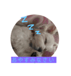マルチーズまる  毎日がまる曜日2（個別スタンプ：3）