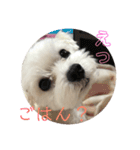マルチーズまる  毎日がまる曜日2（個別スタンプ：4）