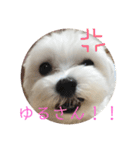 マルチーズまる  毎日がまる曜日2（個別スタンプ：8）