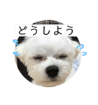 マルチーズまる  毎日がまる曜日2（個別スタンプ：9）