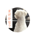 マルチーズまる  毎日がまる曜日2（個別スタンプ：10）