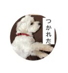 マルチーズまる  毎日がまる曜日2（個別スタンプ：11）