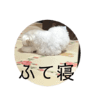 マルチーズまる  毎日がまる曜日2（個別スタンプ：13）