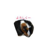 モルモットのモコのスタンプ 2（個別スタンプ：3）