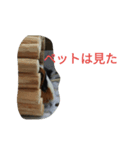 モルモットのモコのスタンプ 2（個別スタンプ：5）