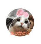 ねこ 実写 スタンプ（個別スタンプ：1）
