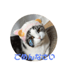 ねこ 実写 スタンプ（個別スタンプ：2）