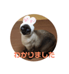 ねこ 実写 スタンプ（個別スタンプ：3）