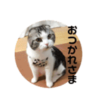 ねこ 実写 スタンプ（個別スタンプ：6）