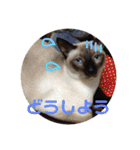ねこ 実写 スタンプ（個別スタンプ：9）