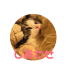 ねこ 実写 スタンプ（個別スタンプ：11）