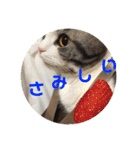 ねこ 実写 スタンプ（個別スタンプ：12）
