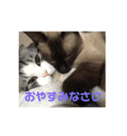 ねこ 実写 スタンプ（個別スタンプ：15）